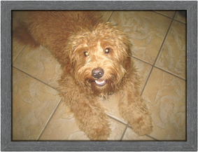 TOP DOG of the Month