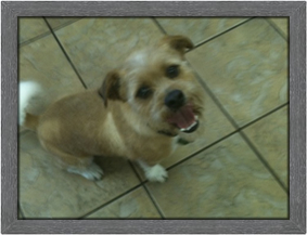 TOP DOG of the Month